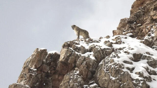 LA PANTHÈRE DES NEIGES – Movie Trailer